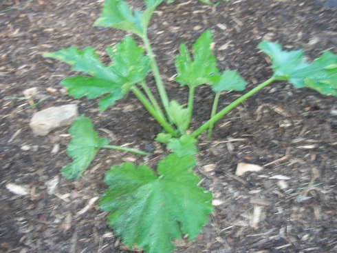 My zucchini is off to a good start.  My grandchildren gave me the seeds for Mother's Day this year, a gentle hint that they are expecting zucchini cookies before too long.